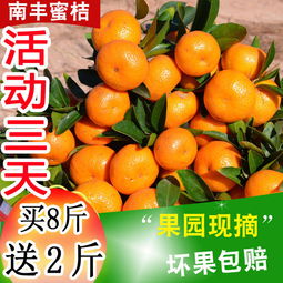 應(yīng)季蜜桔正當(dāng)時(shí) 從薄皮小紅蜜到經(jīng)典沙糖桔，新鮮水果批發(fā)指南